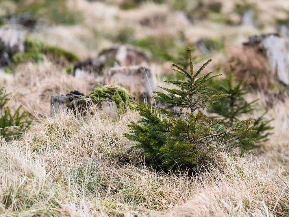 Afan Valley | Phytophthora Ramorum Photography project ©Christopher Llewellyn - all rights reserved