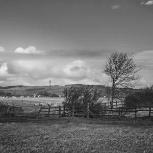 © Christopher Llewellyn - all rights reserved