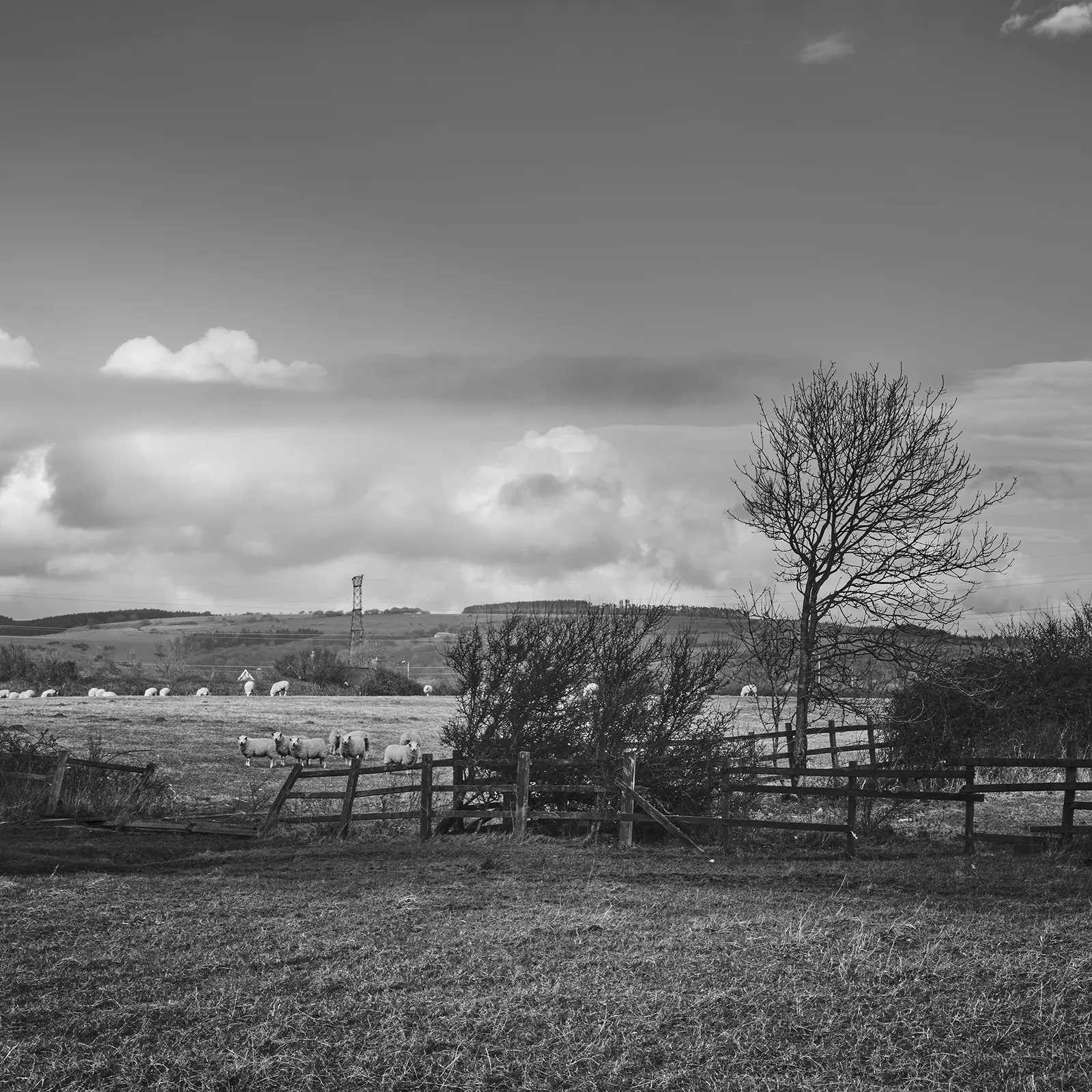 © Christopher Llewellyn - all rights reserved